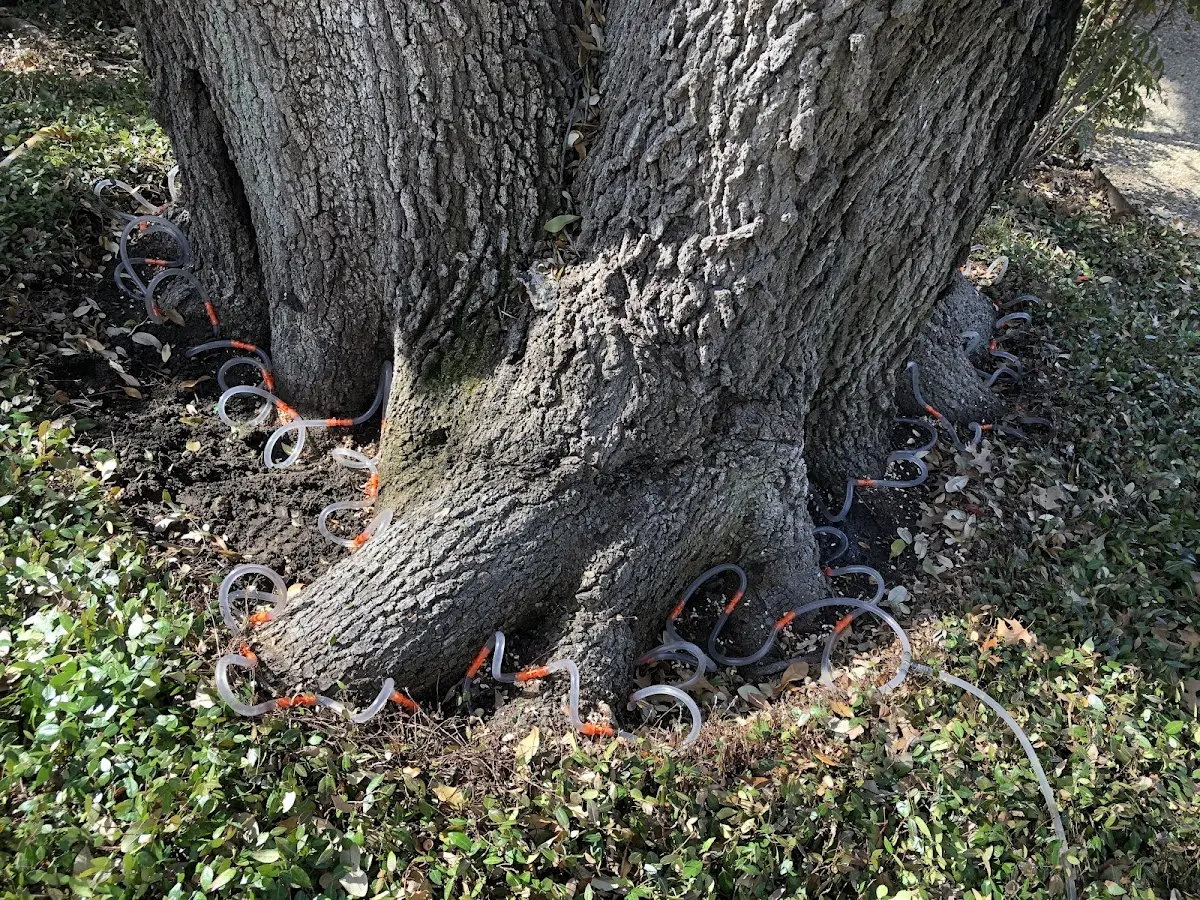 Detailed Tree Cabling and Bracing job site in Mackinaw